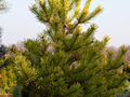 Pinus sylvestris Aurea IMG_1801 Sosna pospolita